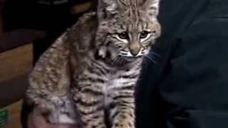 Young bobcat at wildlife rehab facility