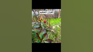 #القارئ  عبدالرحمن مسعد #duet #naturesvoice #abdulrahmanmossad #اكسبلور