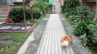 20201231娃娃日常4
