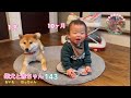 今日も元気いっぱい過ごしました👶🏻✨🐕柴犬と赤ちゃんの日常143