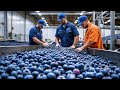 Blueberries MEGA FACTORY - Thousands of Blueberries Processed with AI