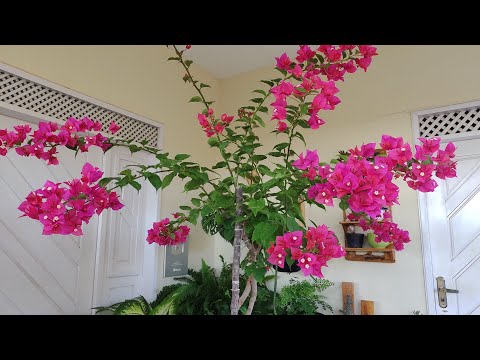 Vídeo: Plantando e cuidando de lilases na primavera