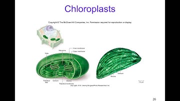 Cell Structure & Function Part 2