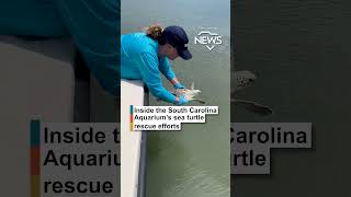 Sea Turtle Rescue Efforts Sc News