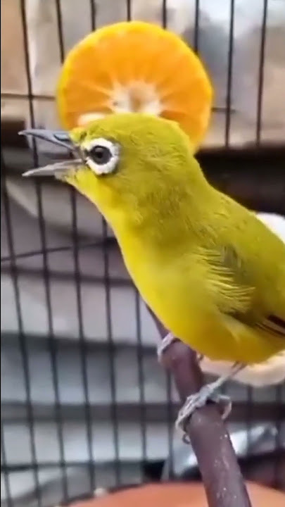 suara burung kacamata jawa@D.Hewan.#kicauan#burung#kacamatajawa#burungcantik #duniahewan#video#shots