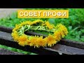 Как сплести красивый венок из цветков или одуванчиков!!!