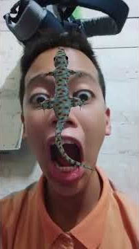 Download lagu takutin fauzan sama muka tokek