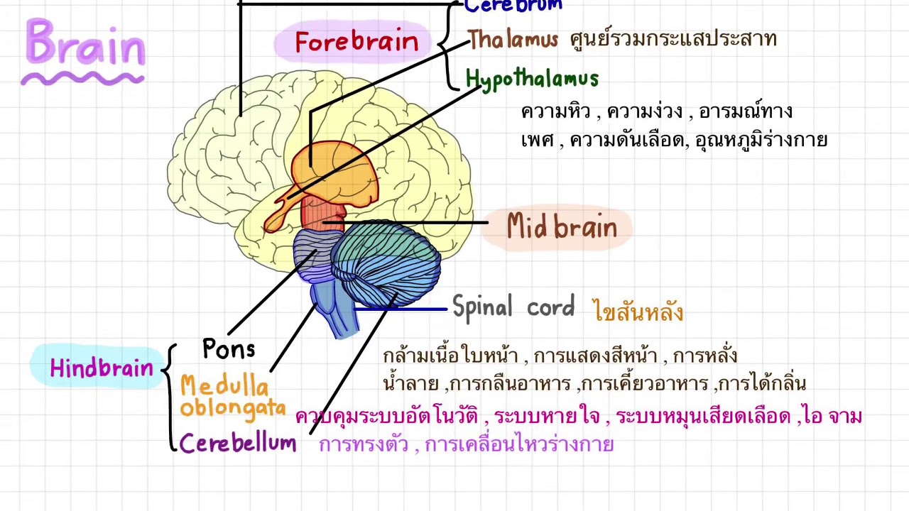 หน่วย ความ จํา ทํา หน้าที่ อะไร  Update New  ตอนที่ 3 เรื่อง หน้าที่ของสมองส่วนต่างๆ