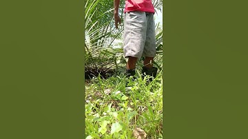 Harvesting cassava part 686 #shorts #farming #cassava #nature  #cassavaroots #cassavafarming