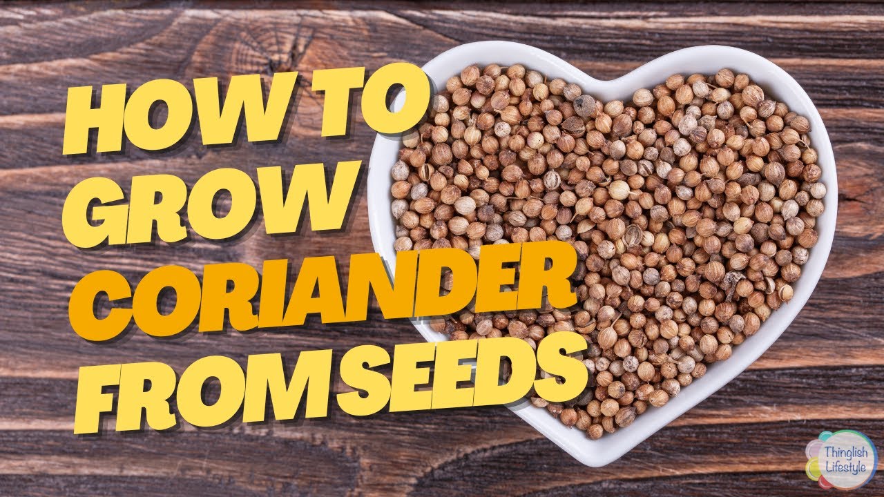 How To Grow CORIANDER Seeds [cilantro Danhiya] The Basics & Tips You Need to Know YouTube