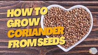 How To Grow Coriander Seeds Cilantro - Danhiya The Basics & Tips You Need To Know