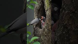 Java Sparrow Chicks Welcome Mom