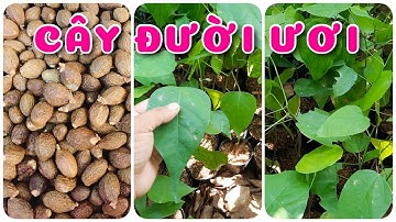 Cây Đười Ươi giống | 0386569374 - Ngọc Ngân Bến Tre | Chuyên cây độc lạ