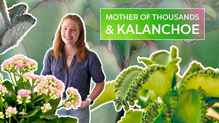 Most Prolific Succulent Ever?! Kalanchoe Care Guide - DayDayNews