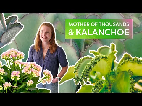 Video: Mother Of Thousands Plant Info - Come coltivare Kalanchoe Daigremontiana