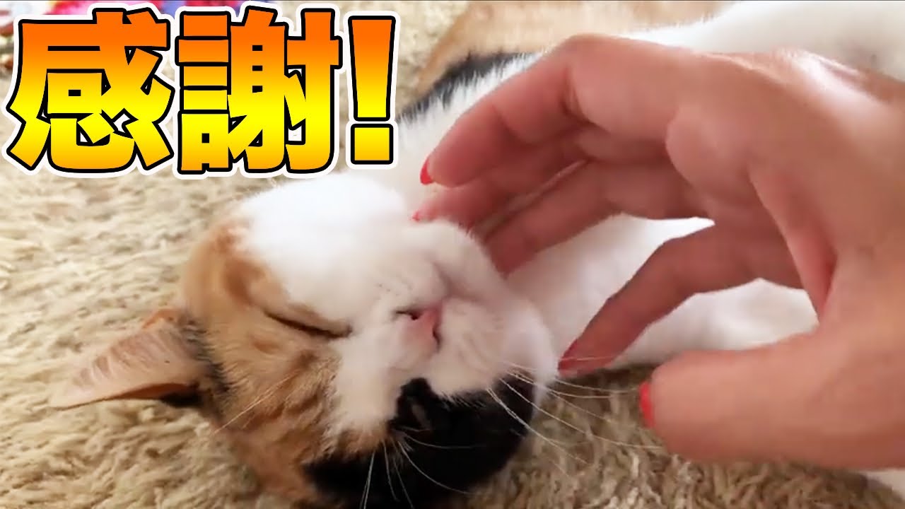 視聴者の皆さんに感謝感謝な猫 - YouTube