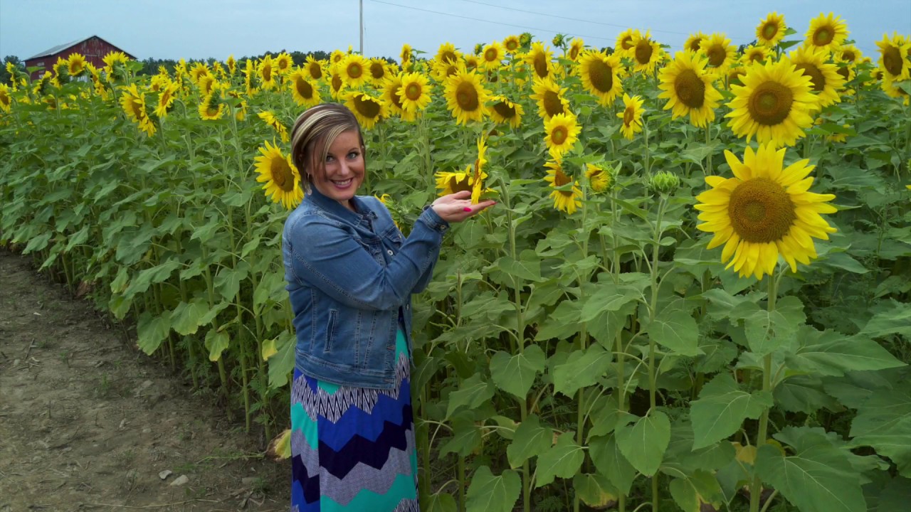 “Nichole's Sunflower Daydream” Fredrick Farms, Clifton Springs NY CR Aerial Photography YouTube