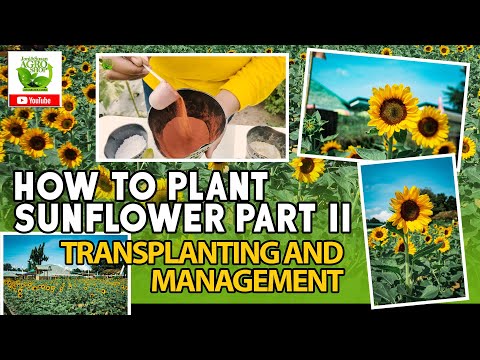 Video: Mga Tip Para sa Pagpapalaki ng mga Halamang Sunflower Para sa Pagkain