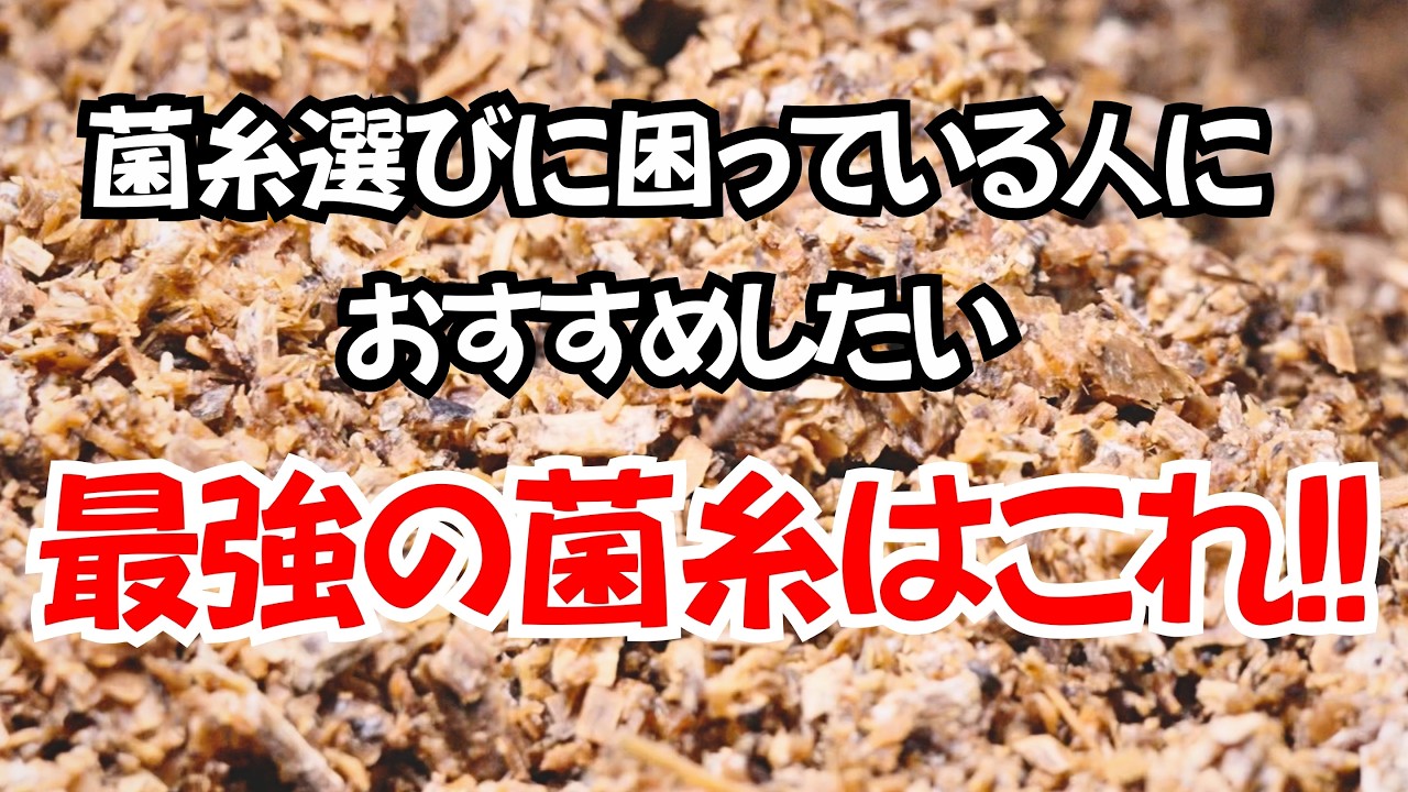 クワガタ飼育の概念が変わる⁉︎シワタケ MT160の詰め方大解剖。