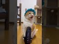 お散歩したくてドア前でアピールしてたけどなんだかお着替えしてたらその気がなくなったにゃ🐈また明日お散歩行ってくるにゃ🐈✨ #cat #ネコ #もんちゃん #ねこ #かわいい #ねこのいる生活