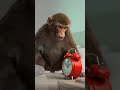 Alarm Destroyer Bandar Ep:-12 #ai #monkey #ep12