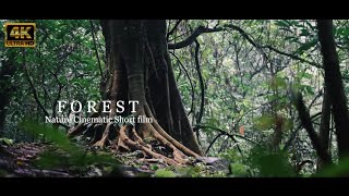 NATURE CINEMATIC VIDEO | FOREST 4K  - VERY SAD EMOTIONAL BACKGROUND MUSIC | NO COPYRIGHT
