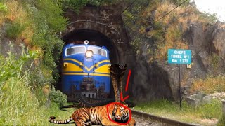 Crazy snake cobra with king tigers try to stops the train funny video by Sun Daily screenshot 1