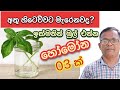 වසවිස නැතුව නිවැරදිව අතු පැල කරන්නෙ මෙහෙමයි |Organic | Ceylon Agri Kabanika Pohora | Episode 02