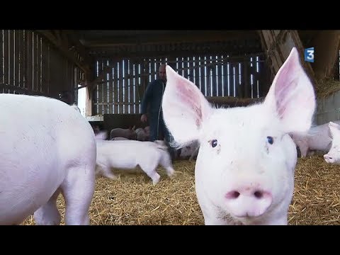 Vidéo: Données De Prescription D'antimicrobiens Dans La Base De Données Nationale Danoise Validées Par Rapport Aux Dossiers De Traitement Dans Les élevages De Porcs Biologiques Et An