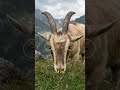 Goat Pupils Are Rectangles Because Grazing Is Dangerous