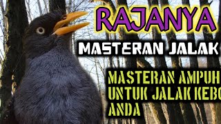 Pancingan dan masteran jalak kebo‼️yang bisu bakal berteriak dengar suara masteran jalak ini