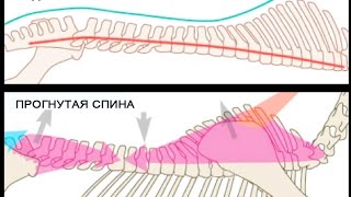 Биомеханика работы спины лошади Биомеханика работы спины лошади