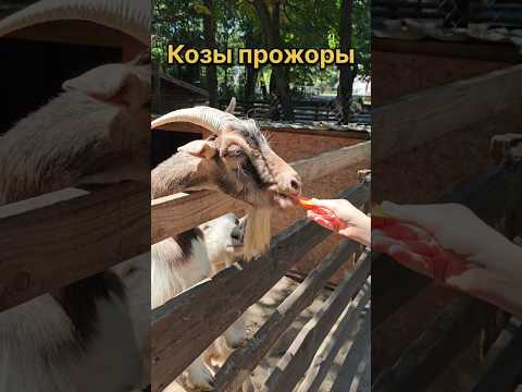 Козы прожоры, за морковку готовы на всё! #коза #козы #животные #домашниеживотные #милота