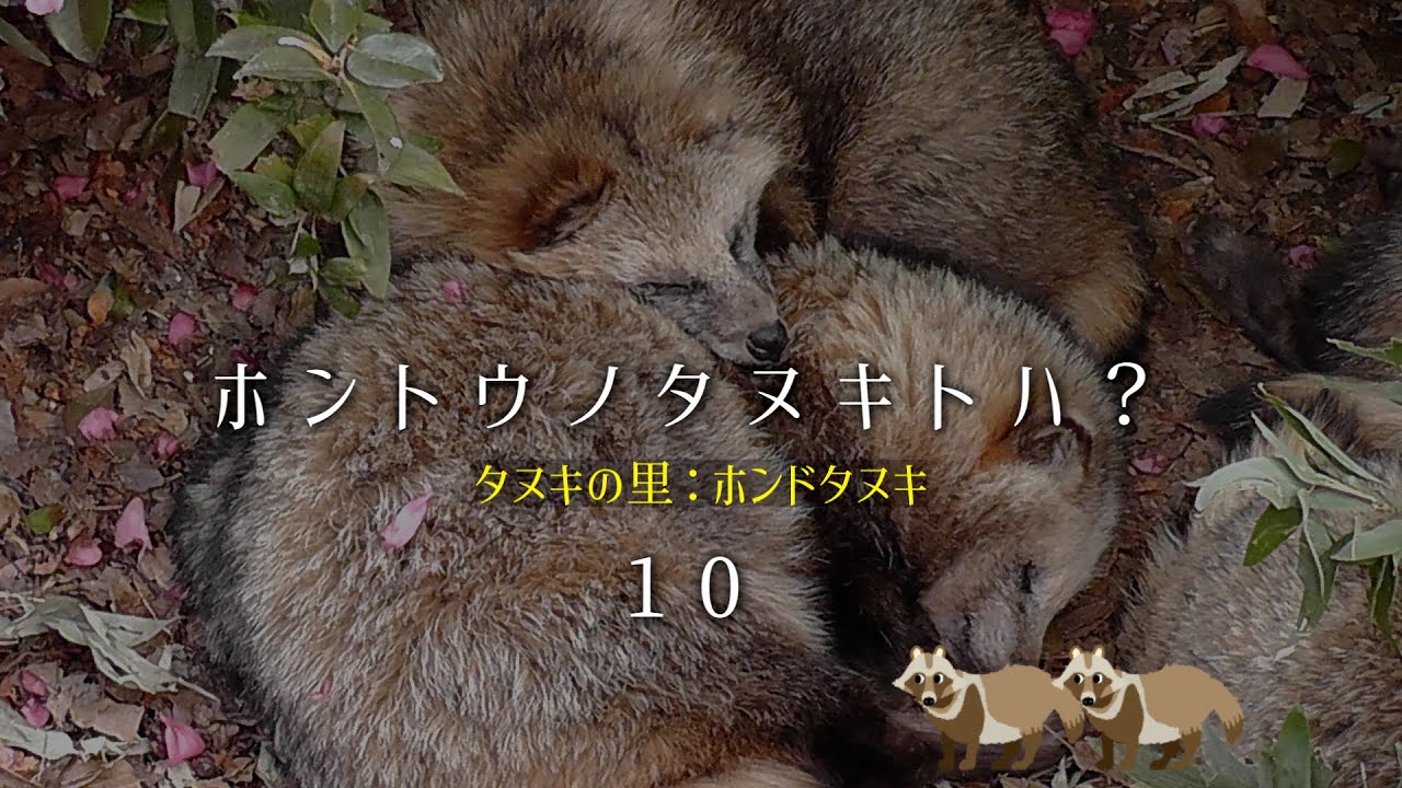 東山動植物園公式】ホントウノタヌキトハ？＜10＞最終回