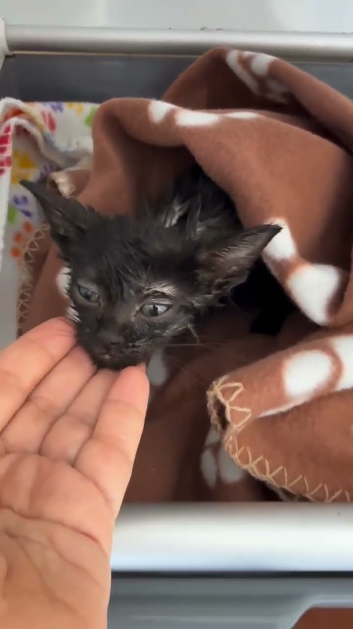Bébé chaton  très malade