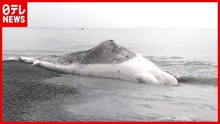 【クジラ】体長約１５ｍのクジラが海岸漂着…散歩中に発見