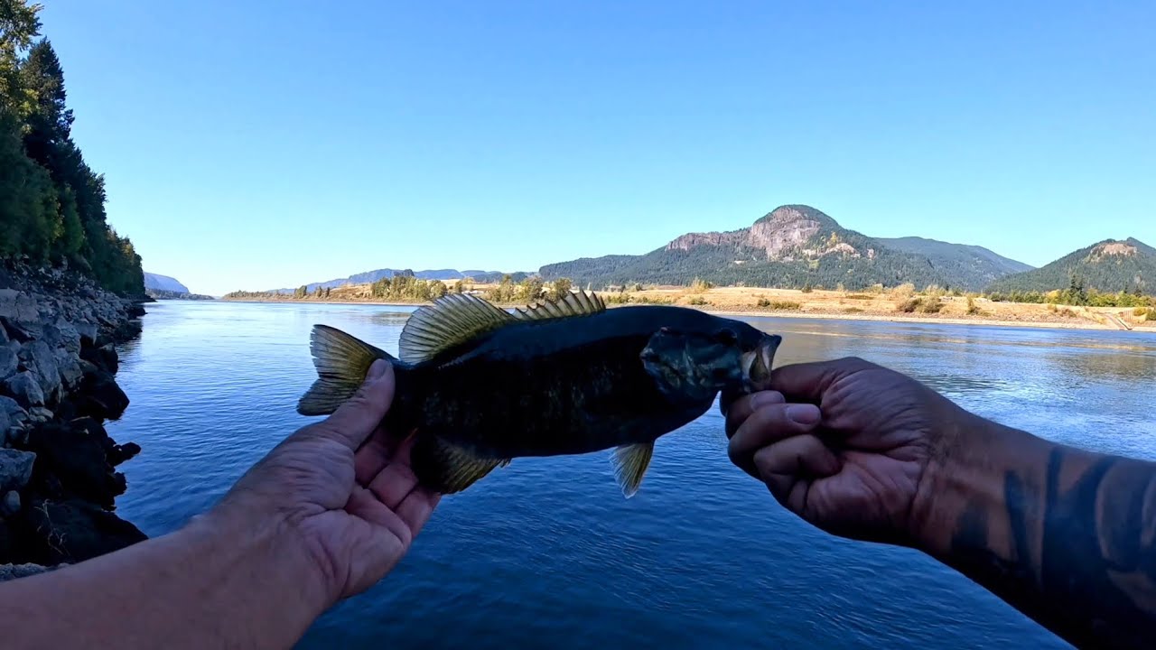 Smallmouth bass fishing in October. #bass #lamiglas  #fishing #kastking #Columbia River