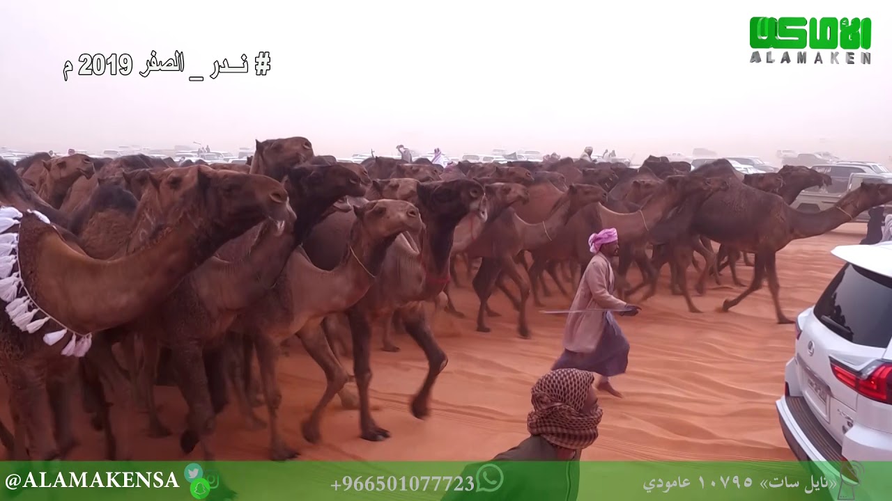 مسيرة منقية  دبوس مبارك الدبوس 100صفر