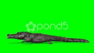 Crocodile Alligator Walks - Green Screen