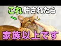 猫から好かれている人だけが許される行動12選