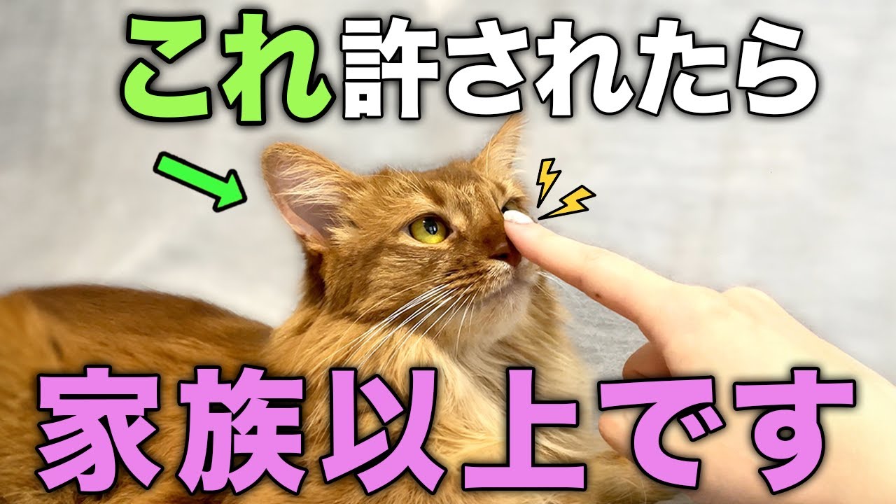 猫から好かれている人だけが許される行動12選