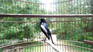 Kacer wulung dada hitam Konslet ngeplay gacor,  cocok buat pancingan!!