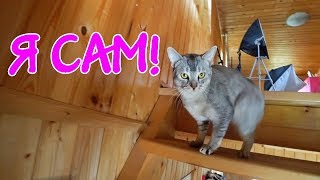 ВЛОГ: Наш кот без лапы научился ходить по лестнице!  Мы вернулись!!!