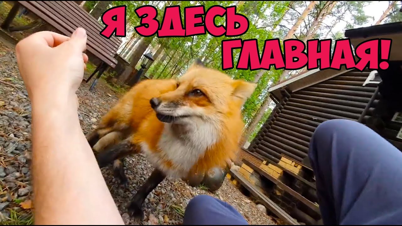 Лиса алиса машины Лиса алиса машины
