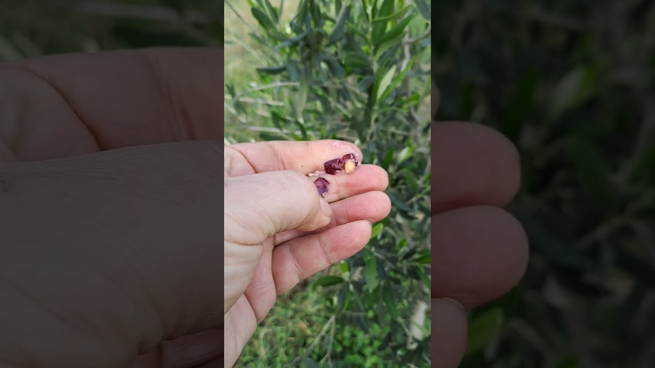 maslina koratina - žilava ljepotica