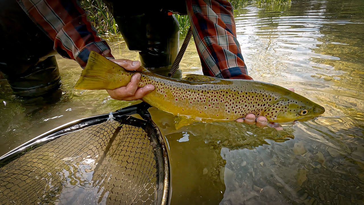 Fliegenfischen in Schwaben | Live-Bisse | PB Bachforelle + große Regenbogen | Indicator + Dryfly