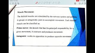 Israa Termo Lec 3 Muscular System screenshot 5