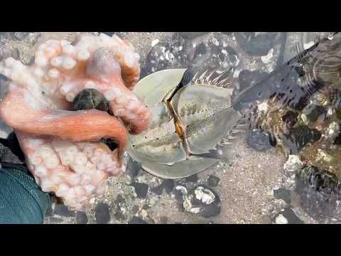 Catching stranded seafood #7 - catching octopus, eel, fish, lobster, abalone