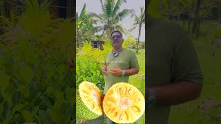 20 കല തകകവ 36 ബരകസ മധരവ ഉളള ചകകകളല രജവ J33 Jackfruit