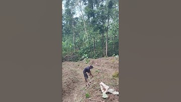 Smart farmers easy way to replant cassava stems #shorts